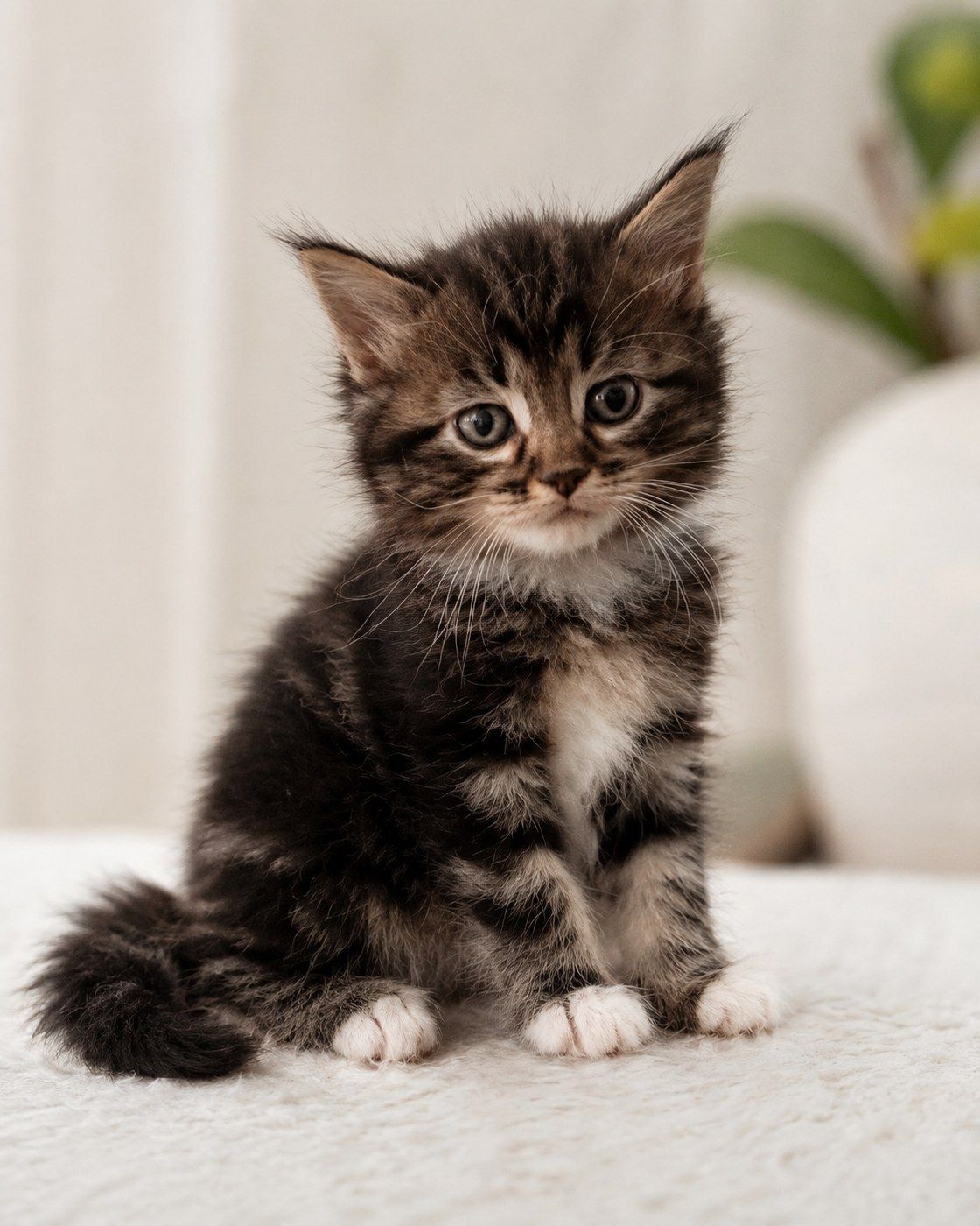 Onyx seated on a soft surface, tail curled close, watching from the side