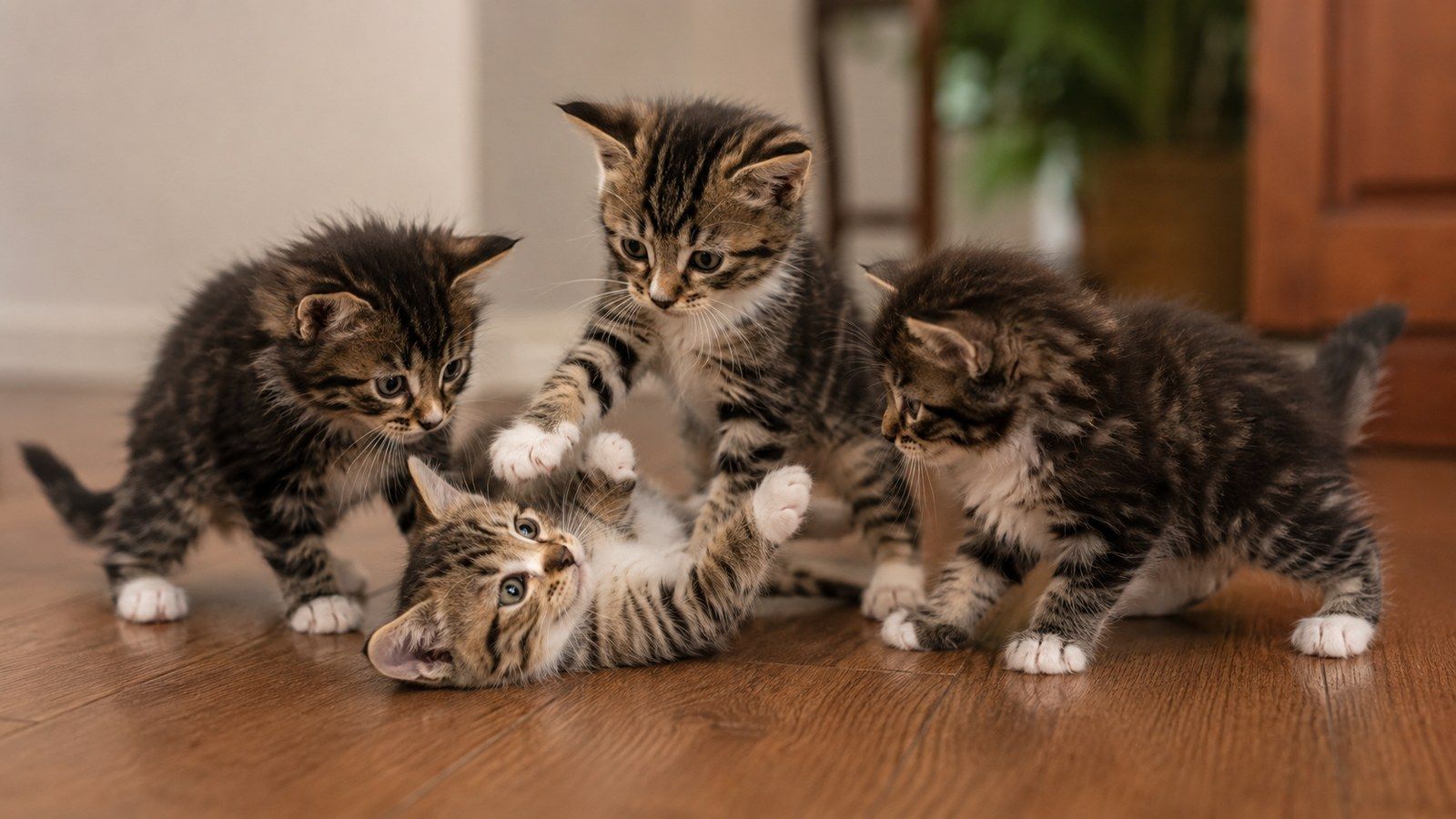 Four kittens tumbling together on the hardwood, one flat on its back