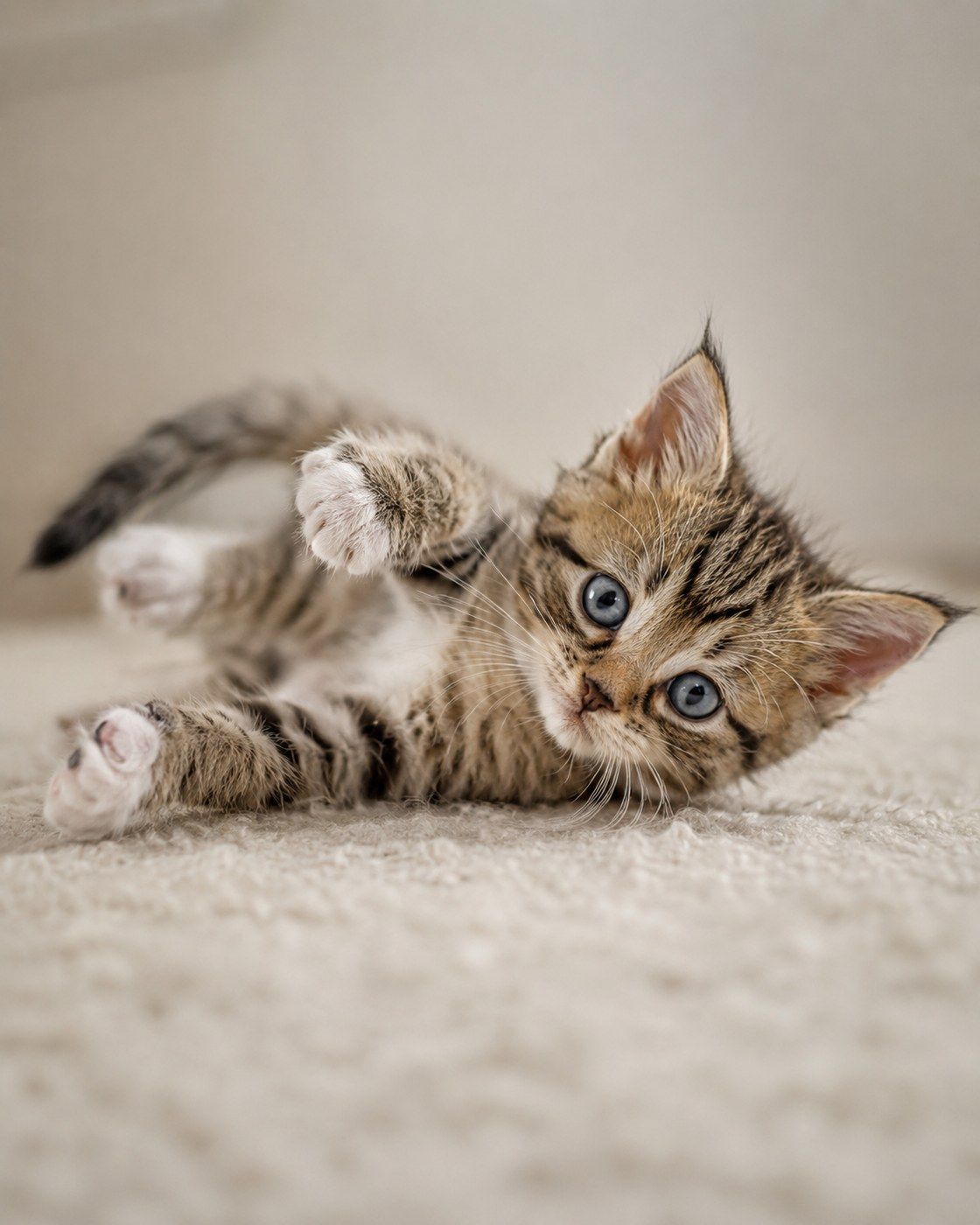 A kitten lying on its side on the carpet, reaching forward with one paw